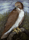 Low Country Hawk